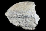 Fossil Brontotherium (Titanothere) Vertebrae - South Dakota #73228-2